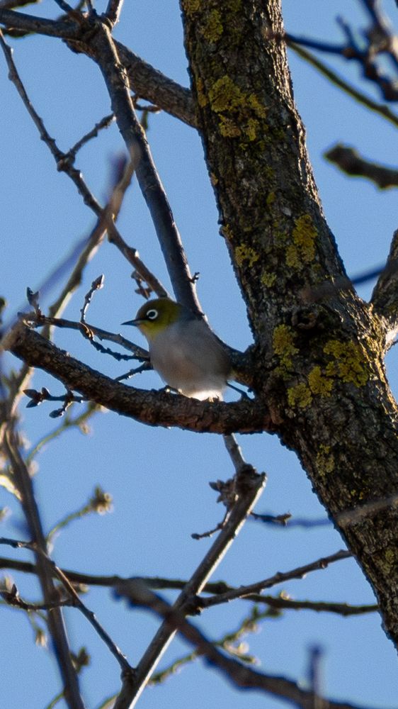 Silver eye