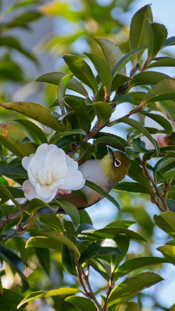 Silvereye