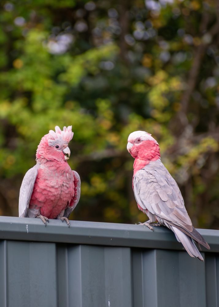 Galahs