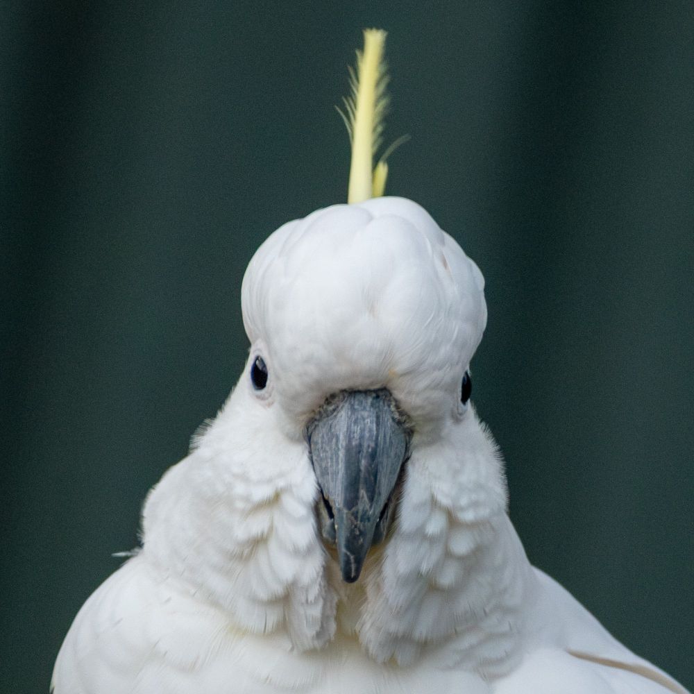 wild Sulphur crested cockatoo