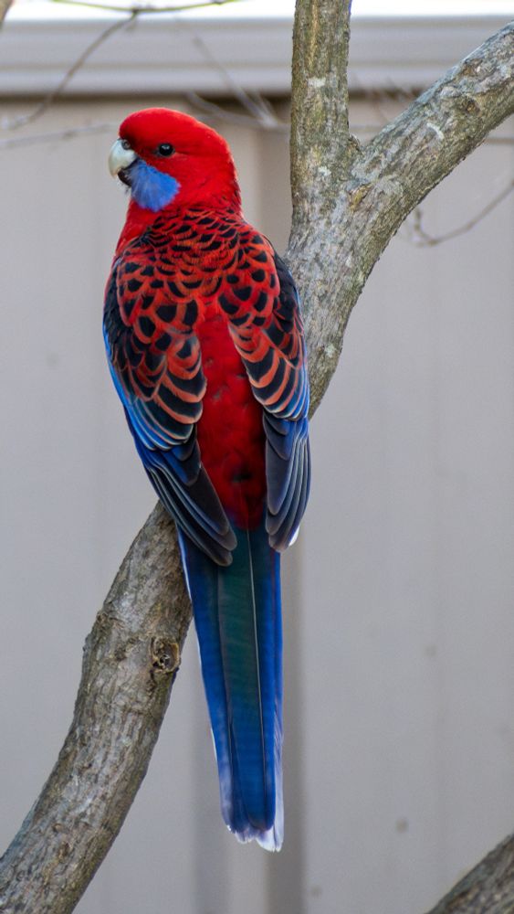 Crimson Rosella