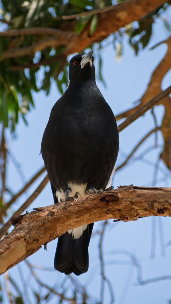 Australian Magpie