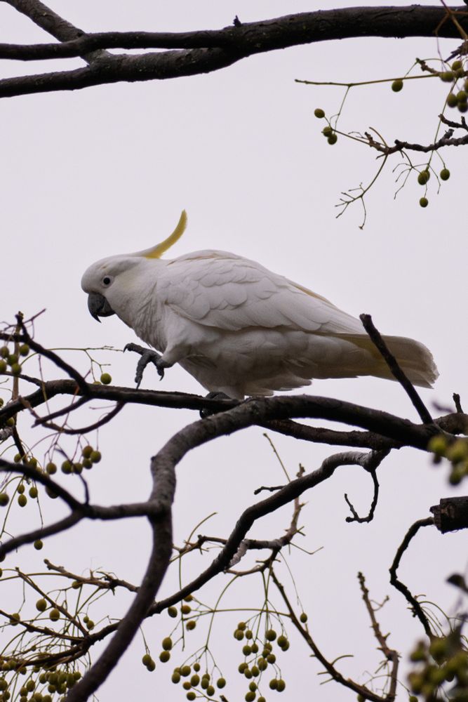 Sulphur Crested Cockatoo