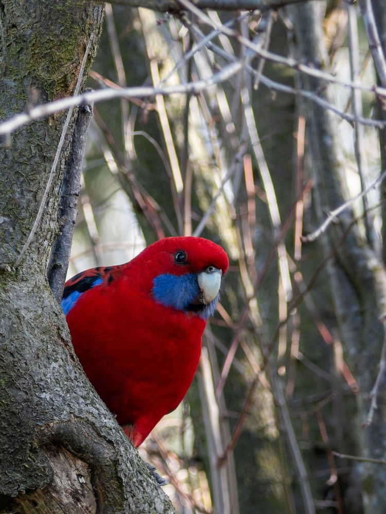 Crimson Rosella looking at the camera.