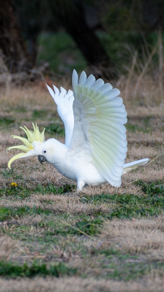 Sulphur Crested Cockatoo