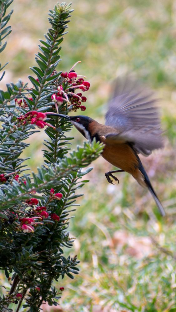 Eastern spinebill hovering near a flower