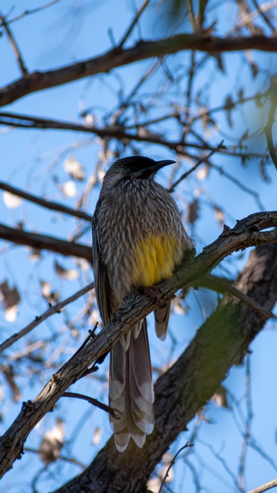 Wattlebird