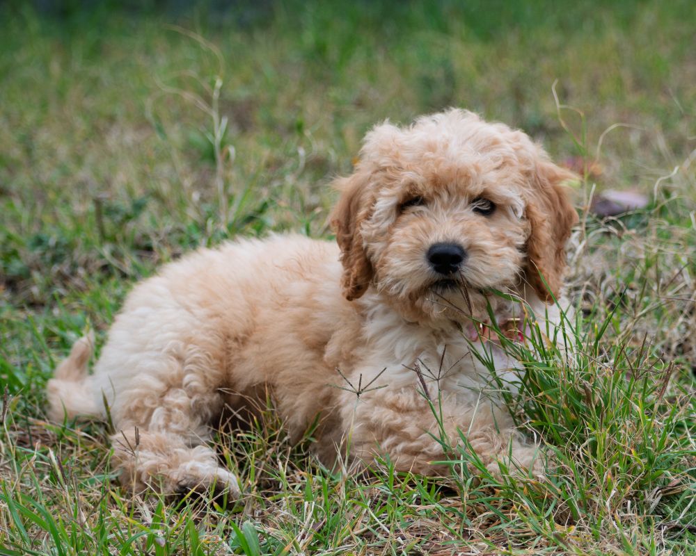 Maple the adorable groodle puppy