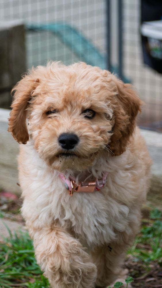 Maple the adorable groodle puppy