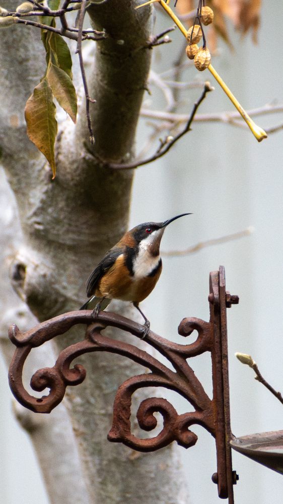 Easter Spinebill