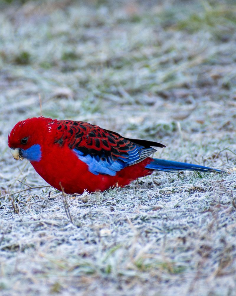 Hoppy the one legged wild crimson rosella foraging in the frosty grass.