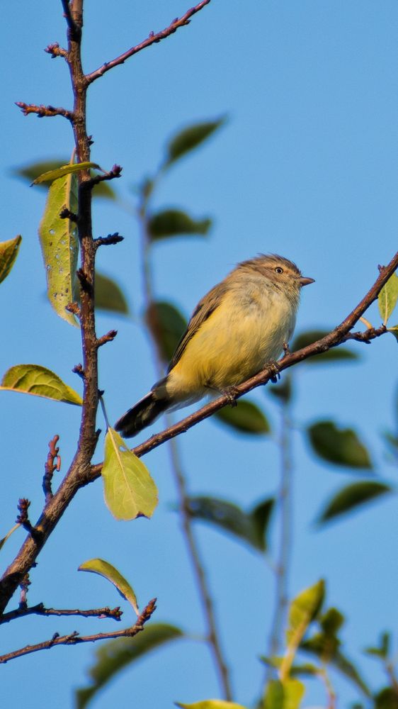 Weebill