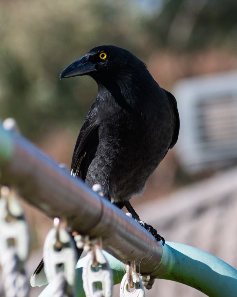 Pied Currawong
