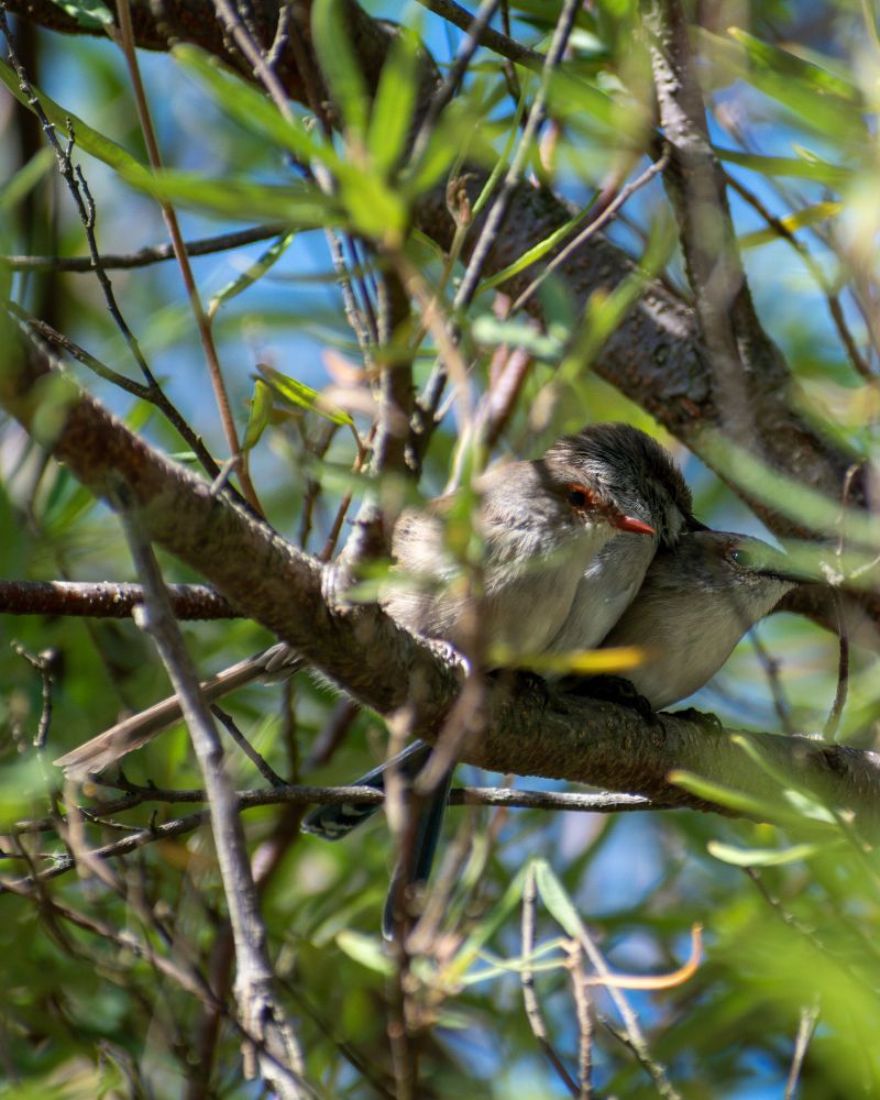 3 superb fairwrens sitting on a branch, huddled together
