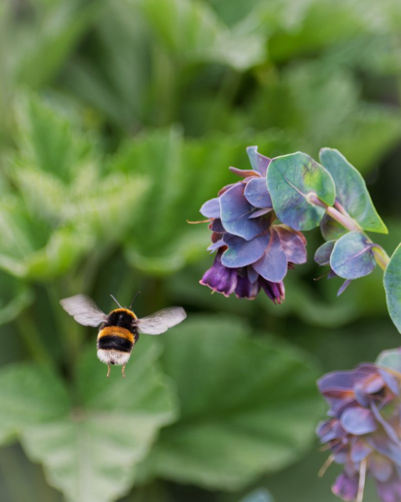 bumblebee butt with two little legs dangling down mid-flight.