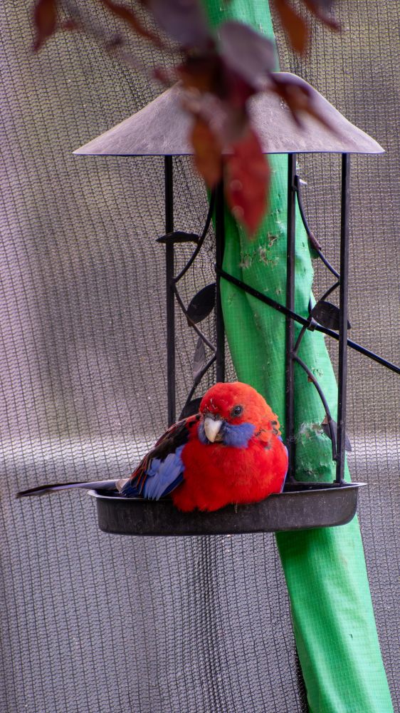 Hoppy having a feed