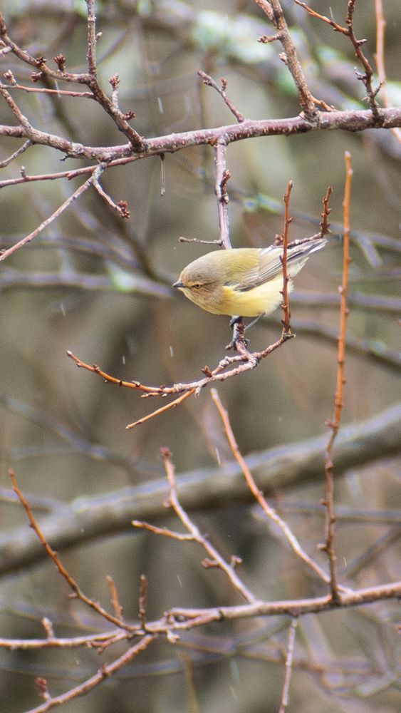a little Weebill hanging out on a branch in the rain. 
