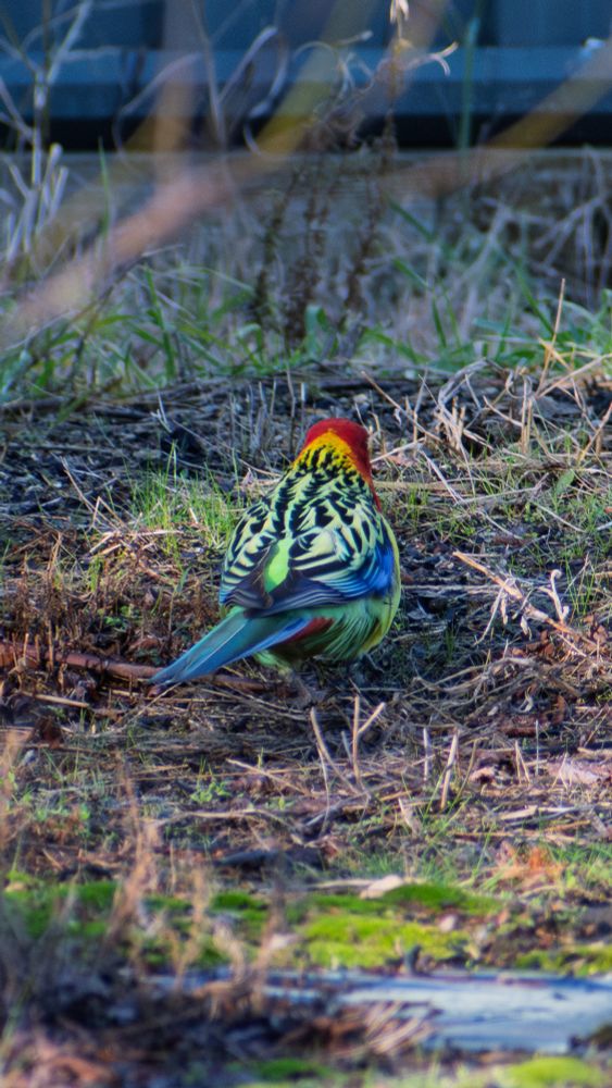 eastern Rosella