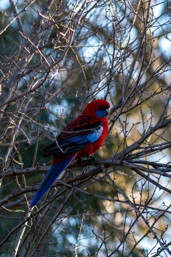 Crimson Rosella