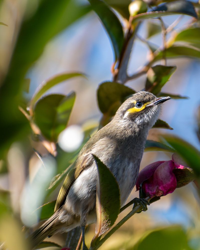 yellow faced honeyeater