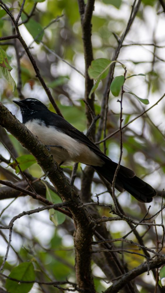 Willy Wagtail