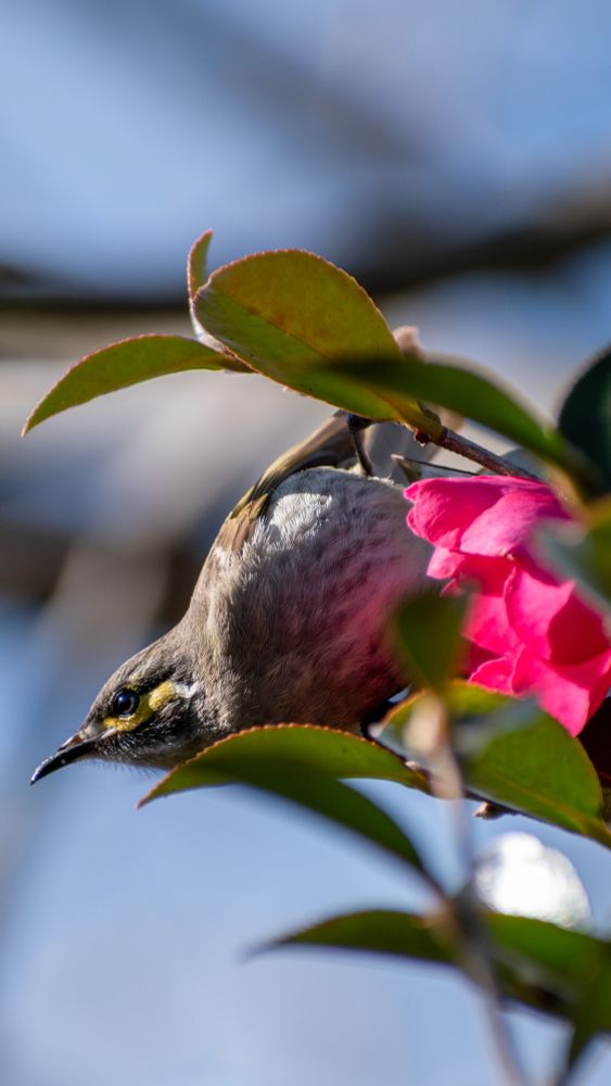 yellow faced honeyeater