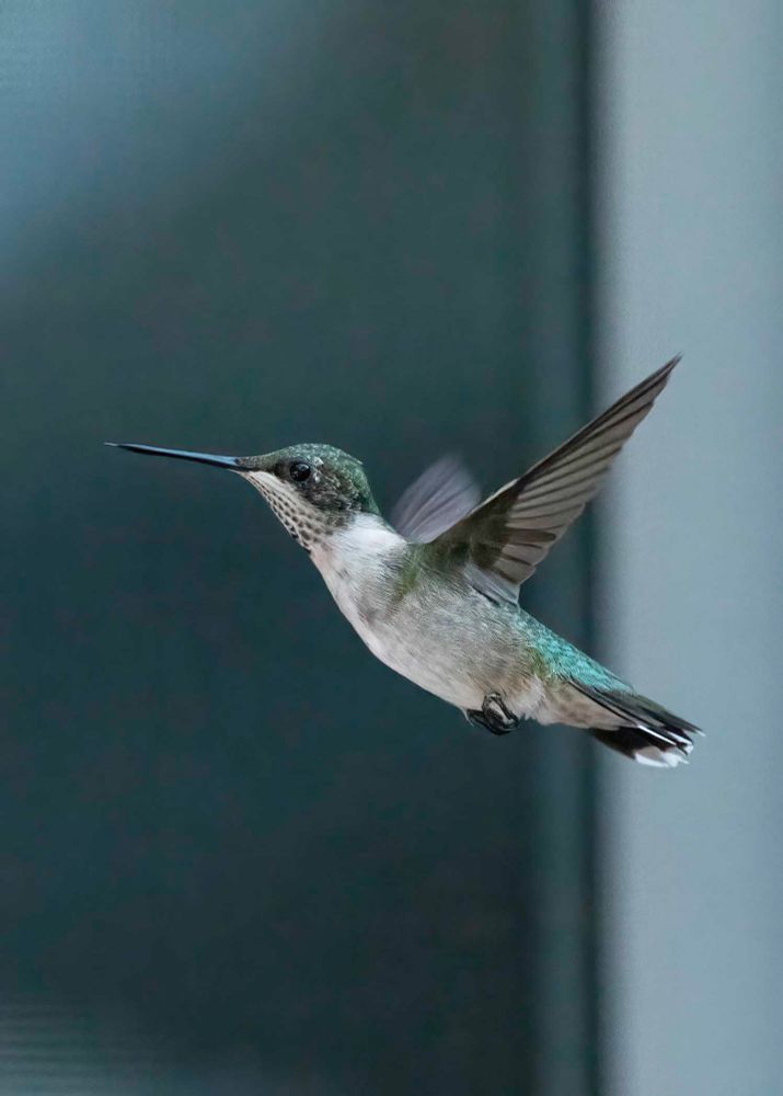 hummingbird suspended mid air. These are ruby throated hummers. only the males have the ruby throats. this is either a female or a juvenile.