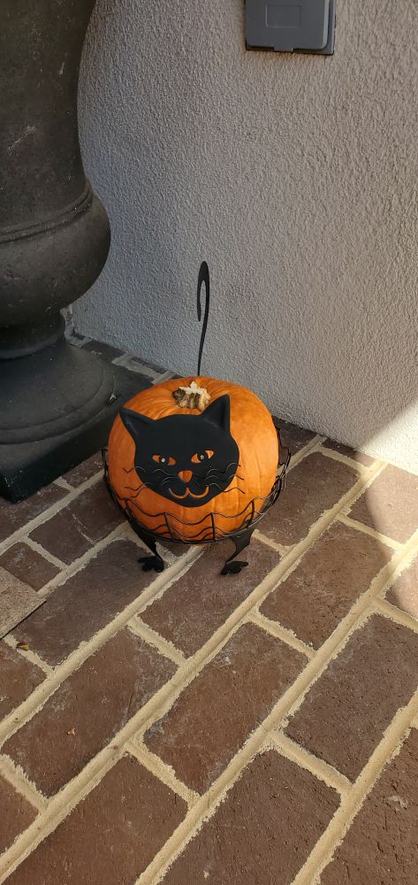 Black cat with a fat pumpkin  body