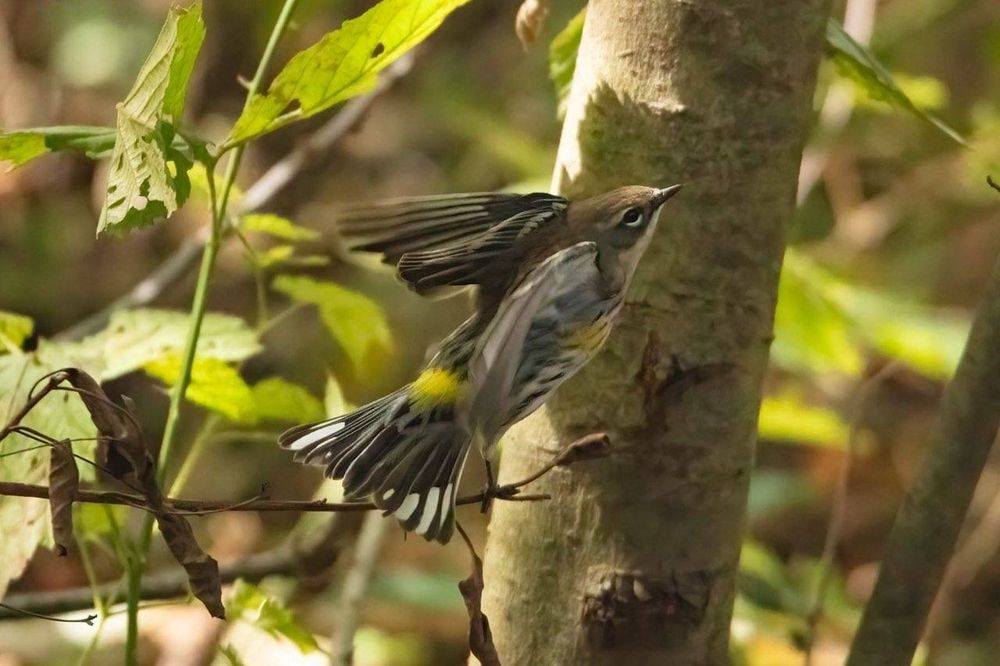 Small, brown striped,  yellow rumped warbler, showing its  yellow rump, earning nickname butter butt