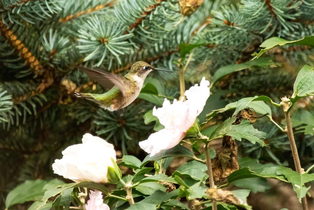 hummingbird with iridescent green back, and white neck and chest feeding on Rose of Sharon blossom.
pine branches in background