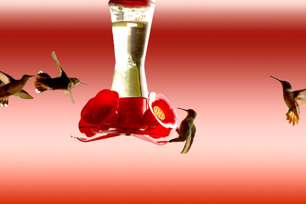 4 hummingbirds approaching feeder