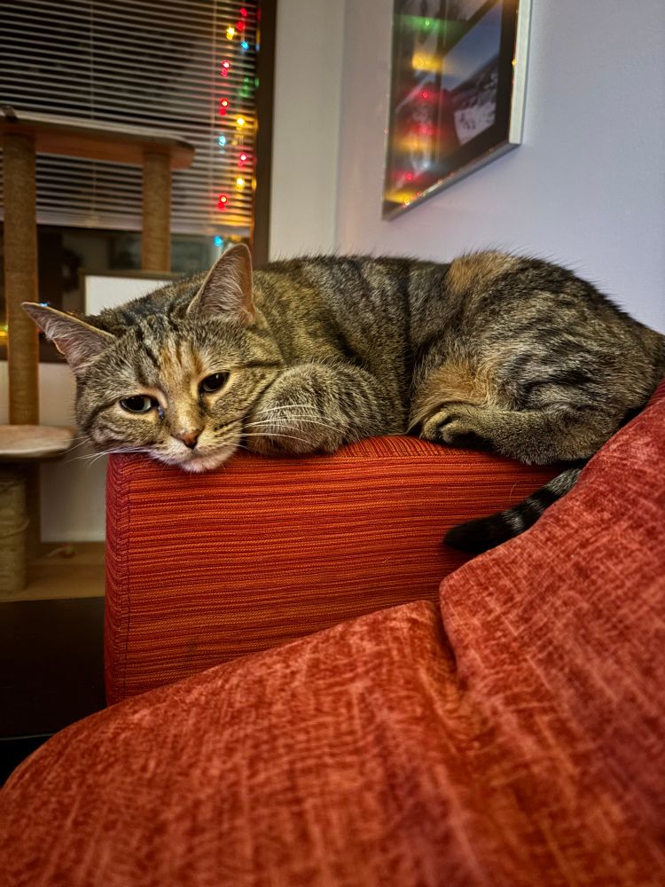 Small cat laying on the arm of a couch