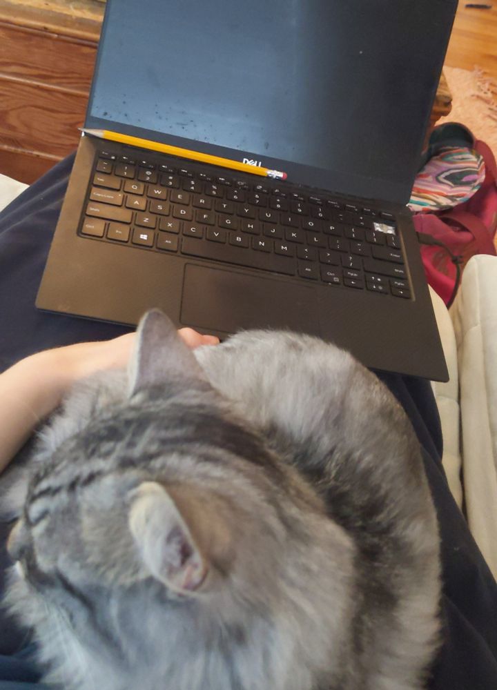 A photo of a grey tabby cat sitting in the photographer's lap, next to a laptop on sleep mode. 