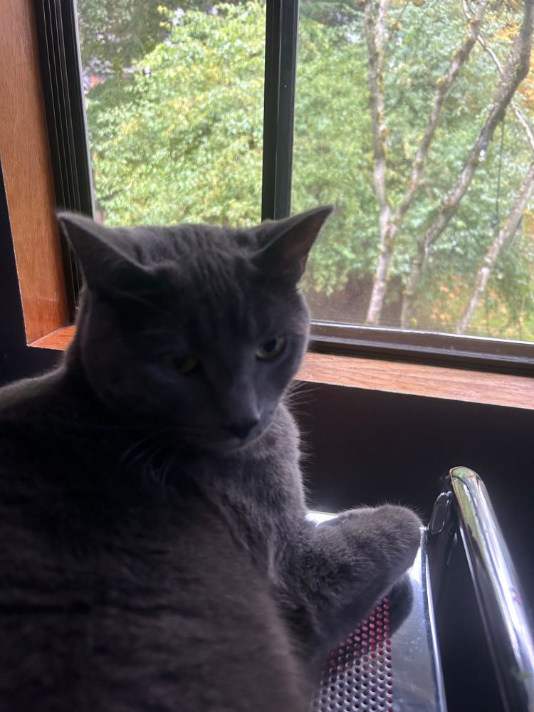 Picture of a grey cat