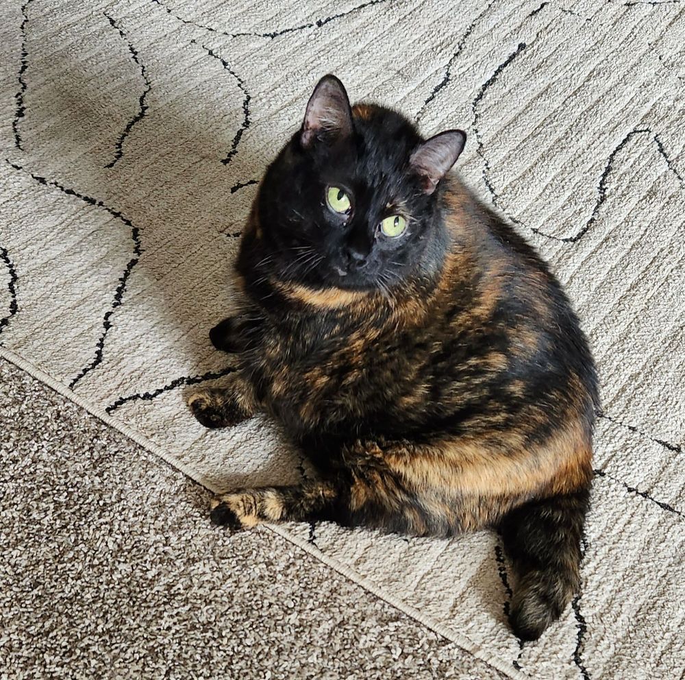 Knightro, a tortoiseshell cat