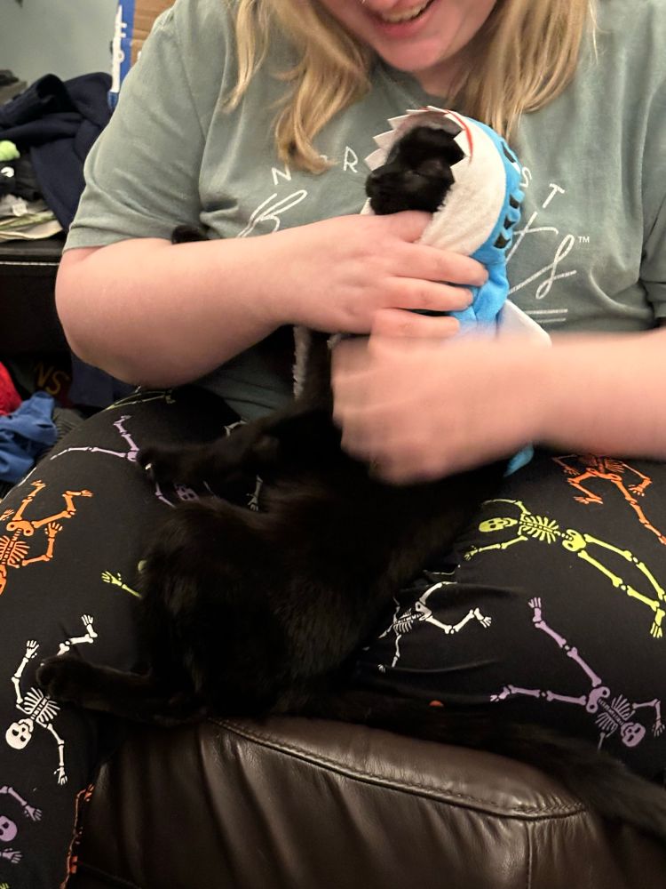 Olive the Menace in her Halloween Costume, a tiny shark. 