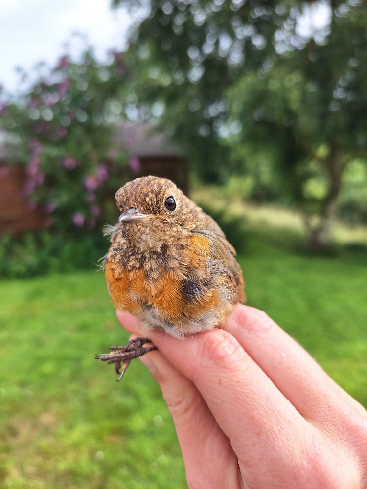 A fledgling robin with orange adult feathers beginning to show on its chest, being held by a ringer in front of a garden scene. 