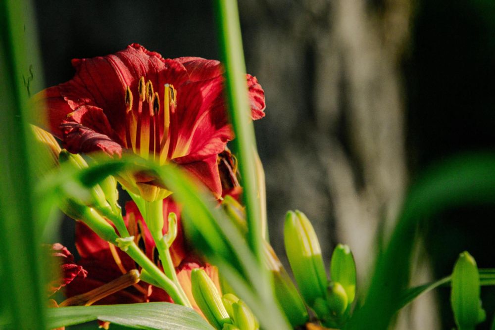 A red flower framed by a tree trunk (behind) and green stalks (foreground)