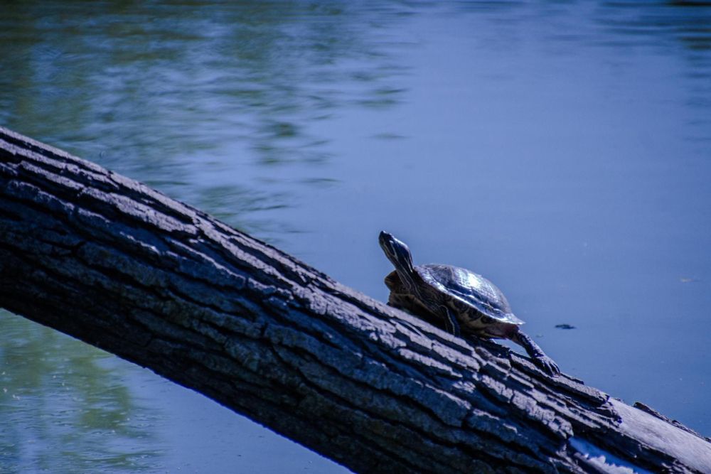 A turtle basking on a log, there is a lake in the background.