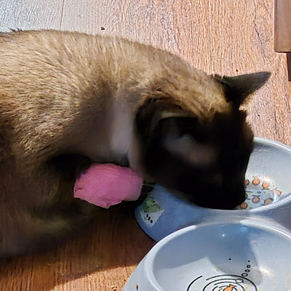 Ziba, a Seal-point Siamese, half-asleep in her bowl.