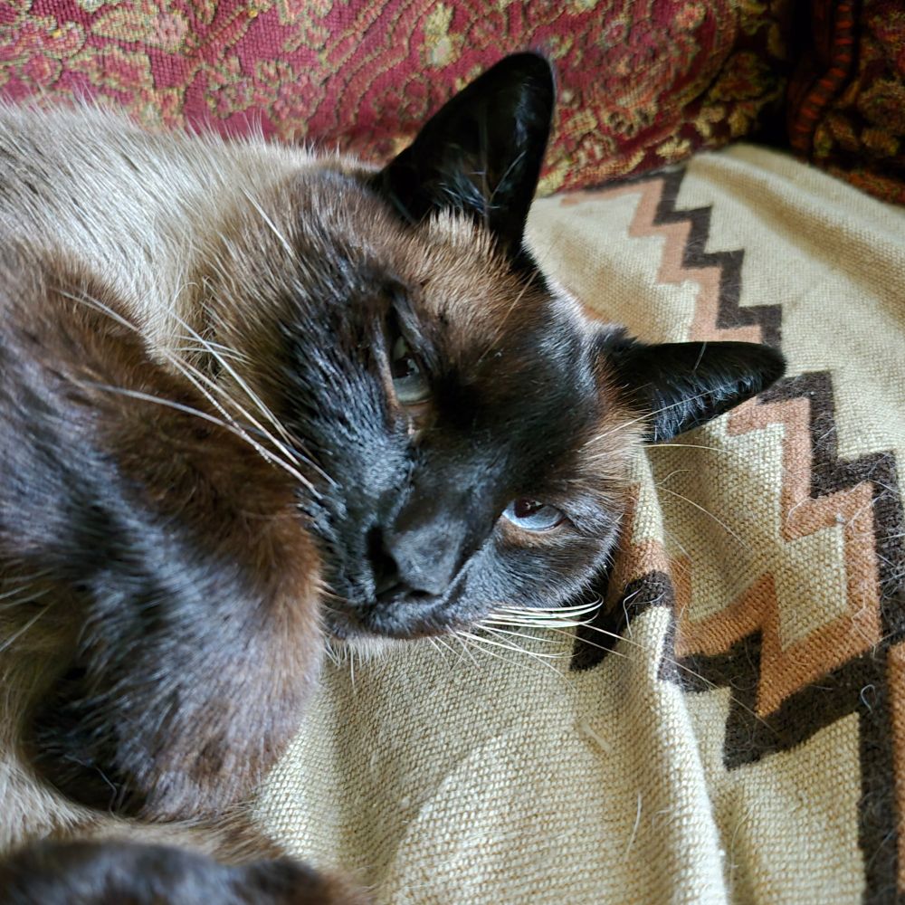 Ziba, a Seal-point Siamese cat, looks into the camera whilst reclining on a blanket that matches her coloring. Soft eyes, curled paws, happy ears.