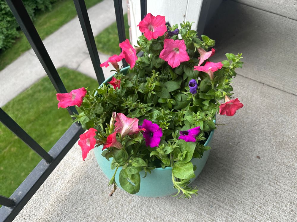Pot filled with various shades of pink flowers 