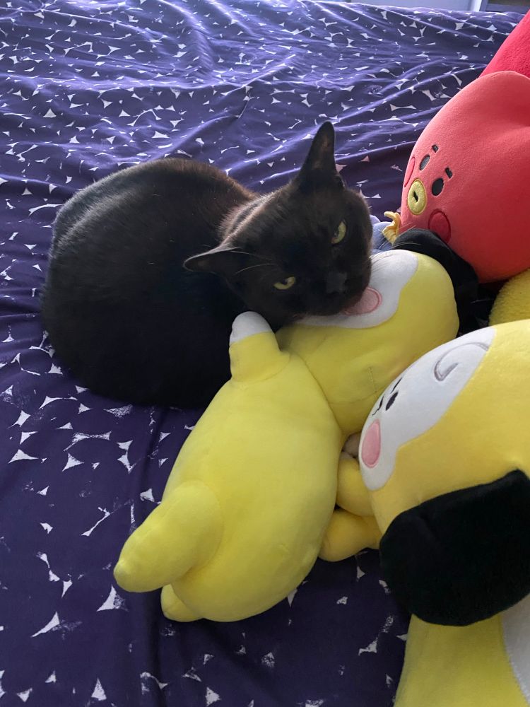 Dark brown cat on a purple comforter with his head resting on a yellow bt21 chimmy stuffed animal 