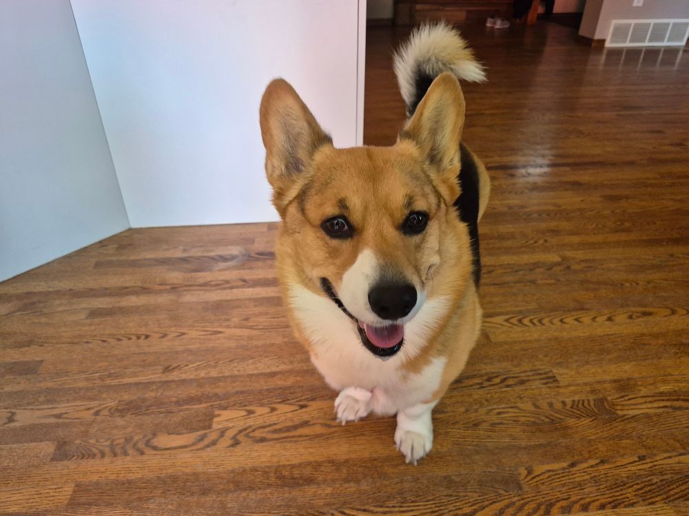 Smiling corgi
