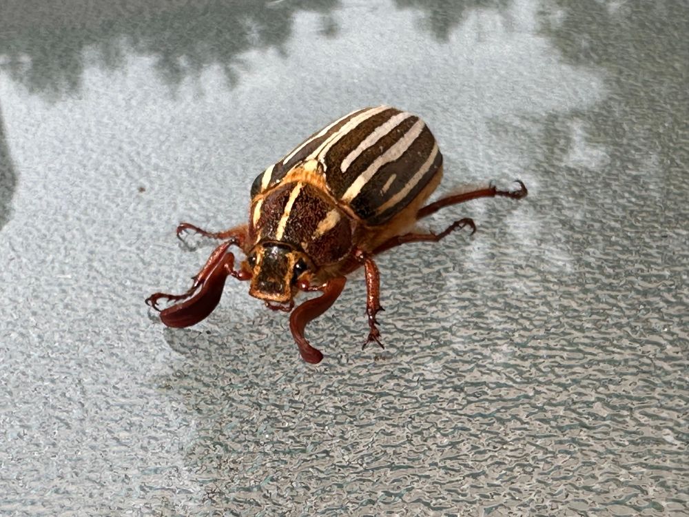 10 Stripe June Beetle