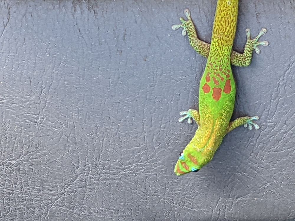 灰色の壁に下向きにはりついているヒロオヒルヤモリ