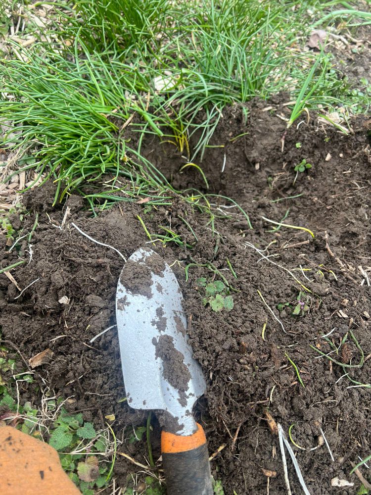 A picture of the ground with a shovel in it, weeds that look like green chives strewn about 