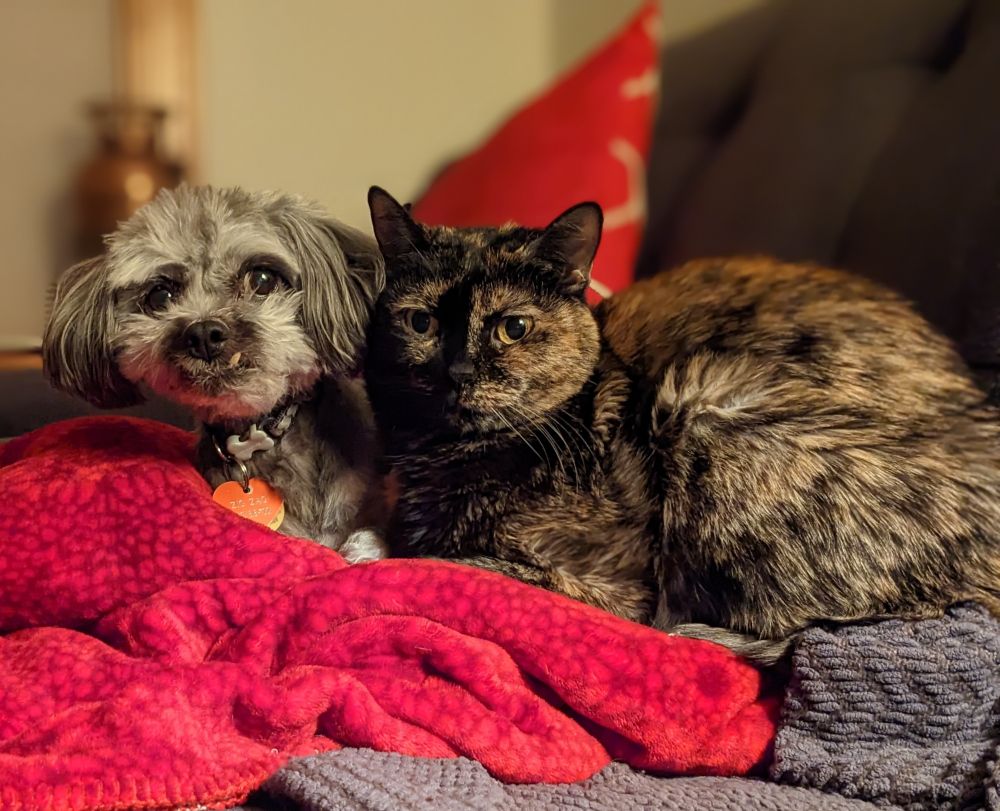 A tortie cat and a smol dog cuddle together
