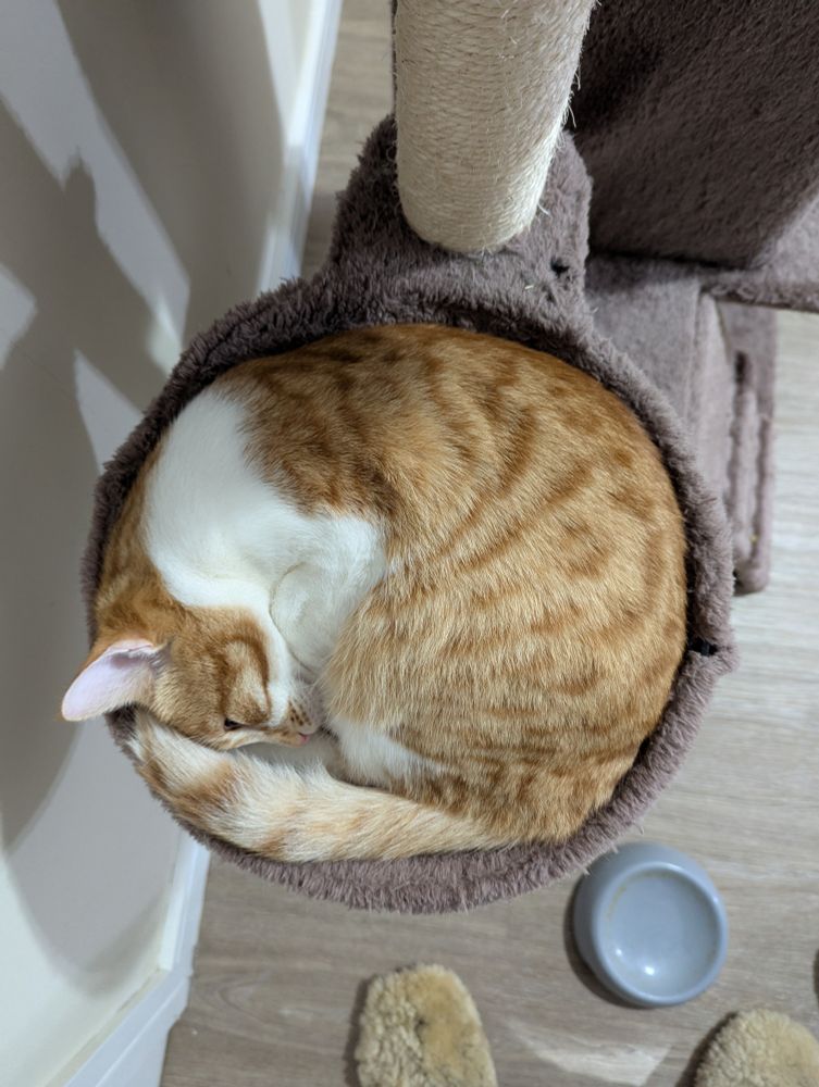 Um gato perfeitamente ajustado na cestinha dele