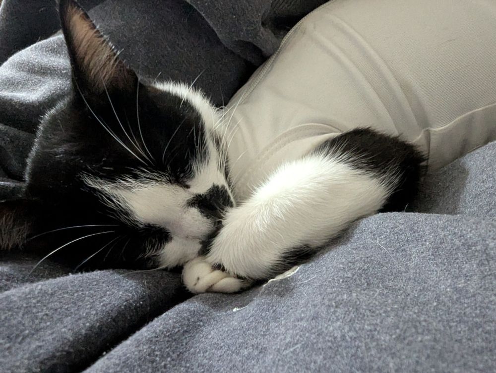 Uma gatinha dormindo nos meus braços, ela tá de roupinha 